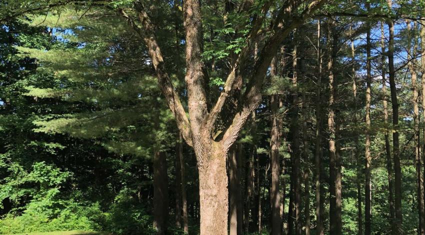 Large tree surrounded by landscaping