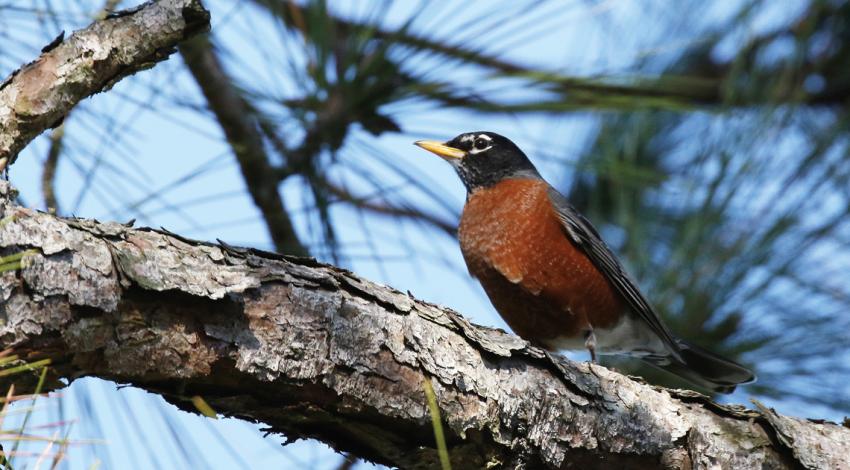 Did you know robins were once hunted and eaten by humans?