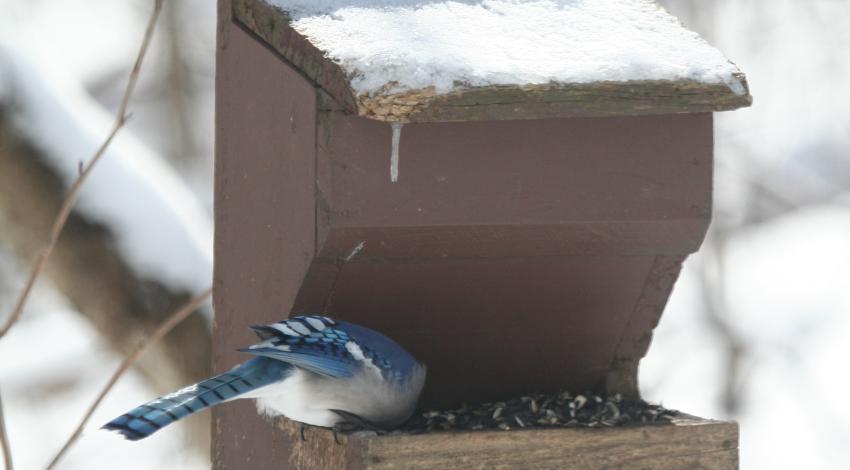 blue bird eats at wooden feeder with snow in the background