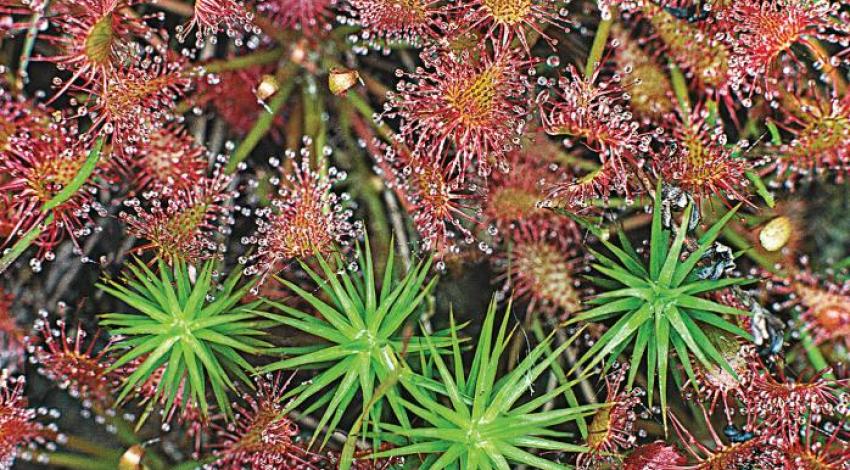 Spatulate-leaved sundew