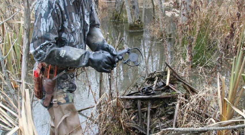 A trapper searches for signs of mink and other furbearers along an Ohio stream (photo by W.H. "Chip" Gross).