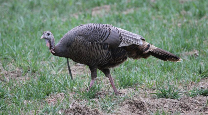 wild turkey hen in field