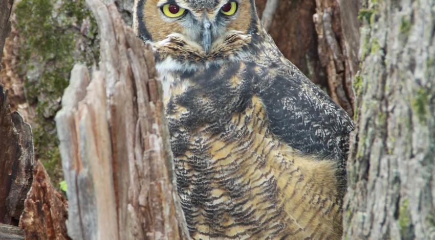 A great horned owl in a tree