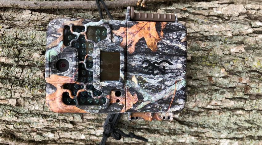 camouflaged camera on tree