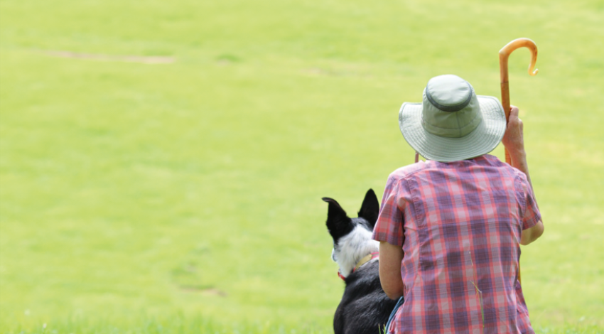 South Central Power member Beth Murray found a love of training herding dogs after adopting a border collie with natural herding instincts.