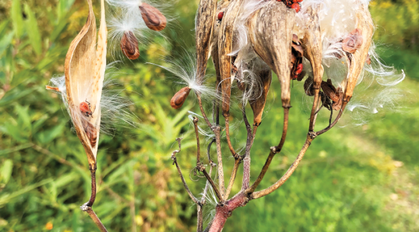 A milkweed plant, shot at mid-range, a few feet away.