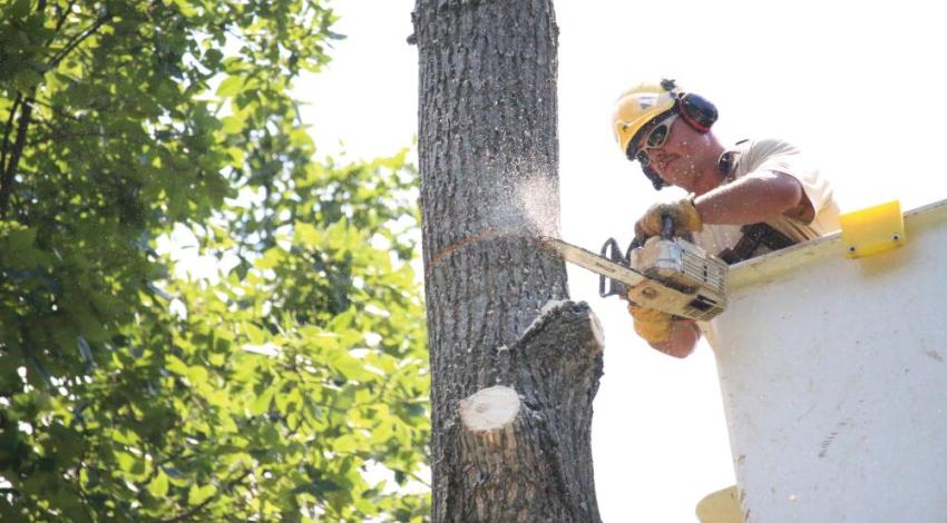 Lineworker in bucket truck cutting down tree.