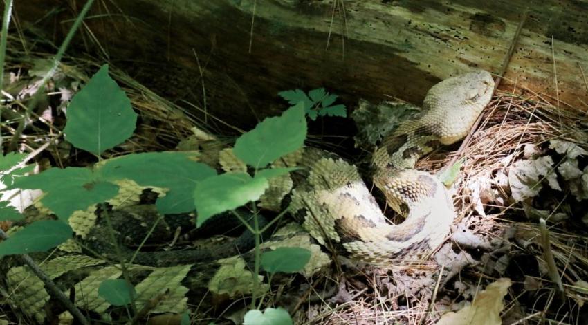 Timber rattlesnake