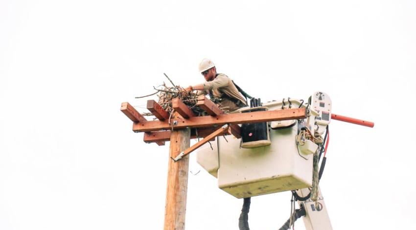 A South Central Power lineman carefully moving an Osprey nest