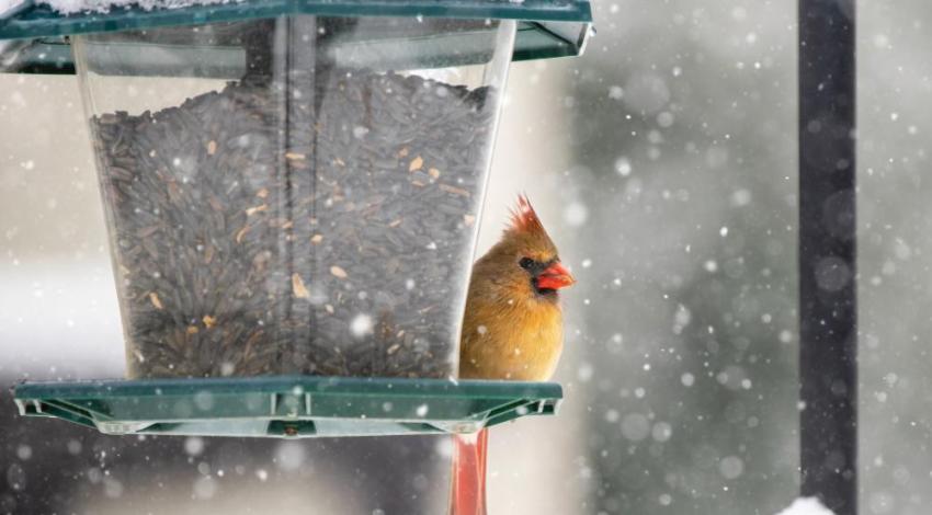 The female northern cardinal sports more muted colors. Female cardinal perched on a feeder