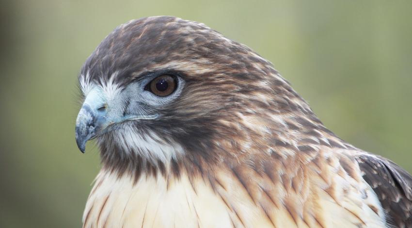 Red-tailed hawks are the most widespread, most common, and most commonly seen raptor in North America Red-tailed hawk