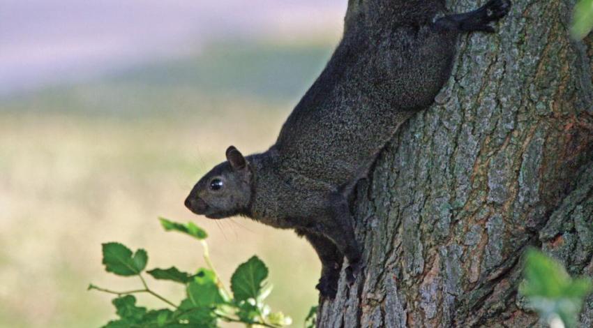 A black squirrel climbing down a tree