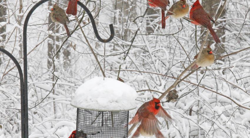 cardinals at feeder in snow