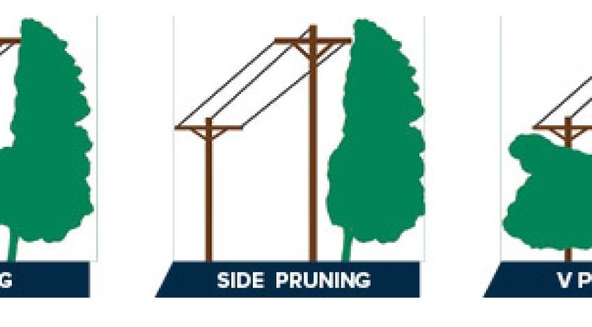 Different ways to trim trees around power lines