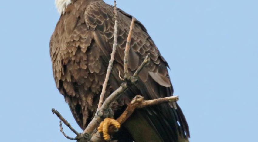 A bald eagle perching in a tree
