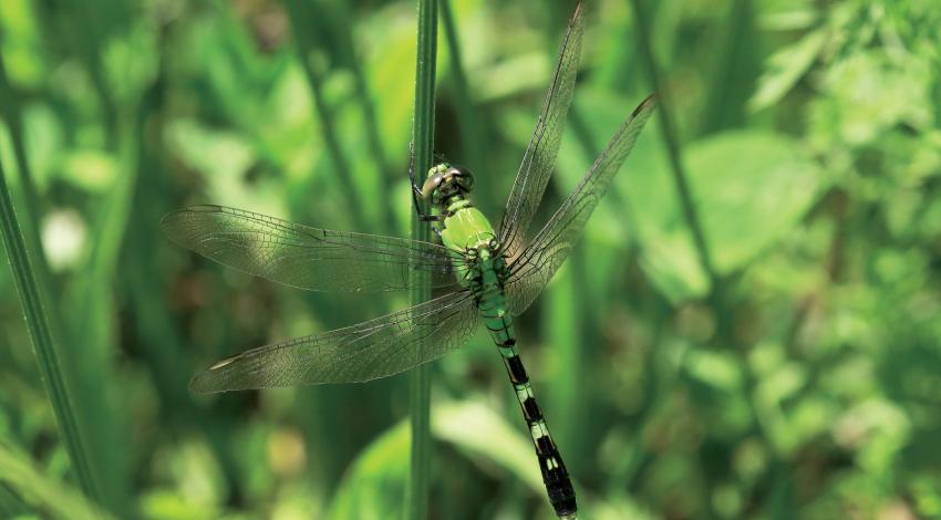 Dragonfly