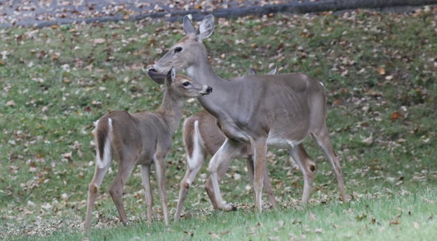 three deer
