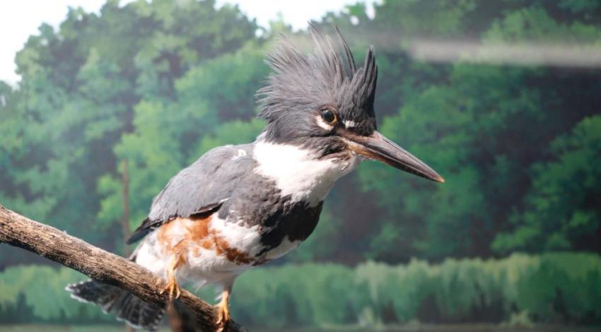 A female belted kingfisher