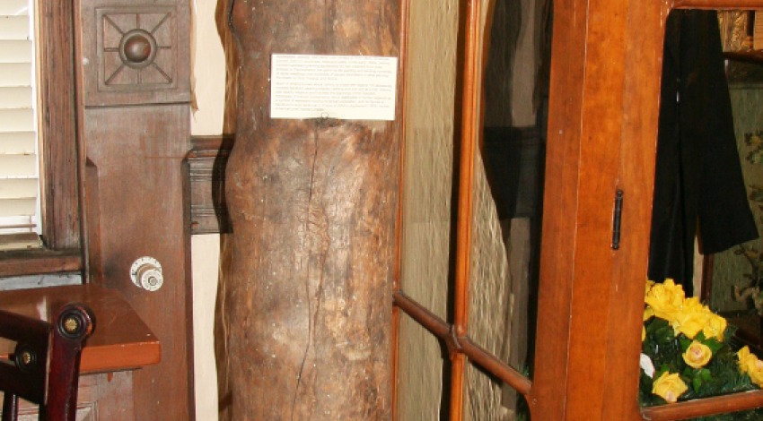 A piece of tree trunk planted by Johnny Appleseed in a museum