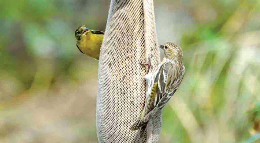 Birds at birdfeeder