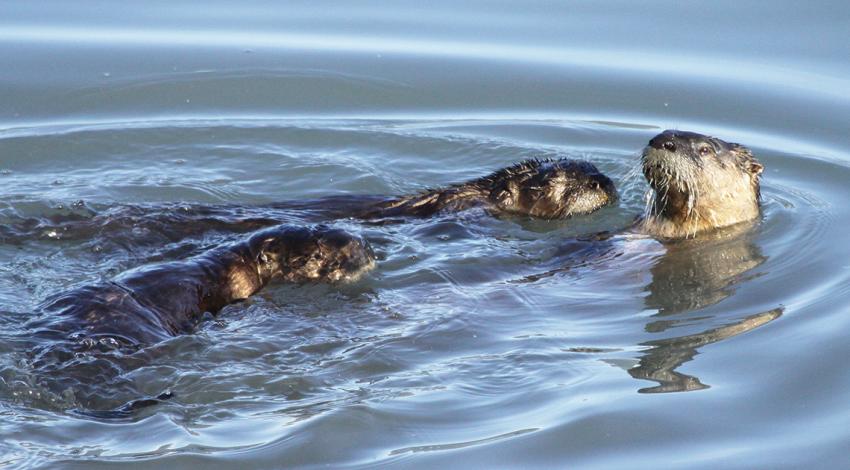 River otters