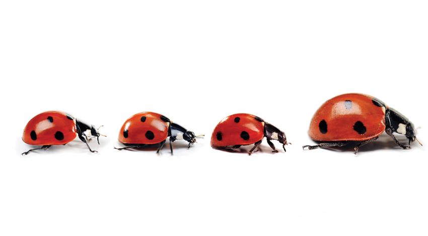 Ladybug life cycle 
