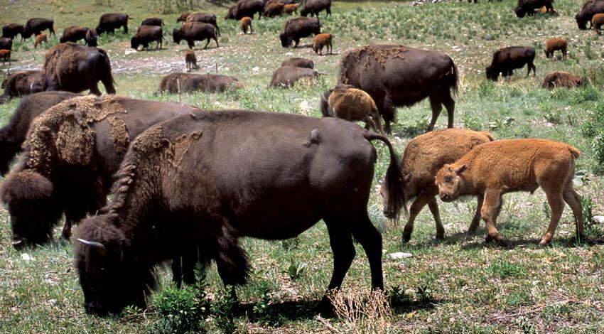 Bison herd