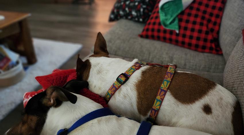 two dogs snuggled on couch