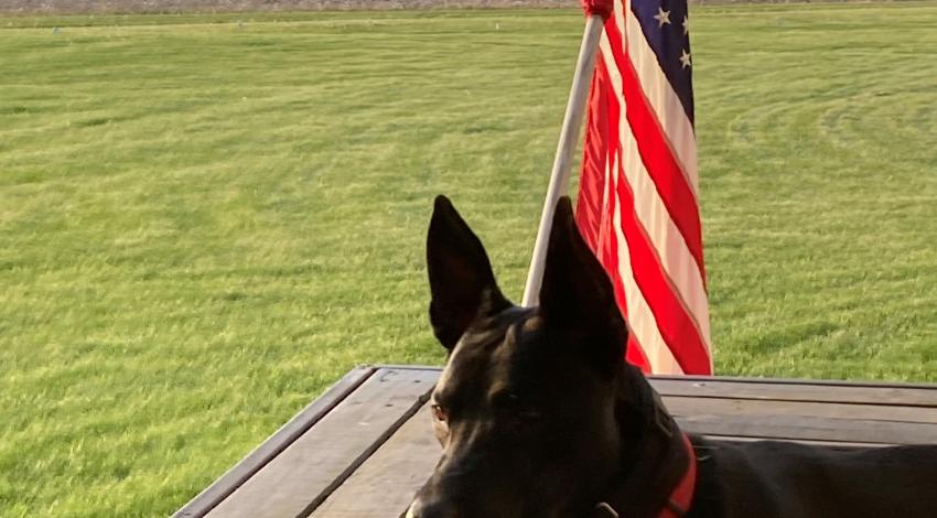 black dog in front of American flag
