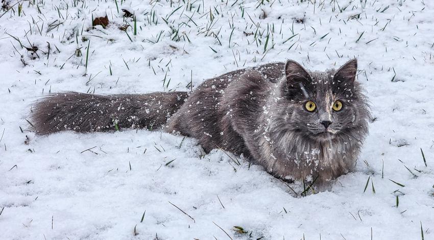 fluffy gray cat in the snow