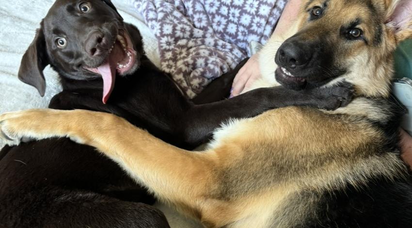 two big dogs hugging