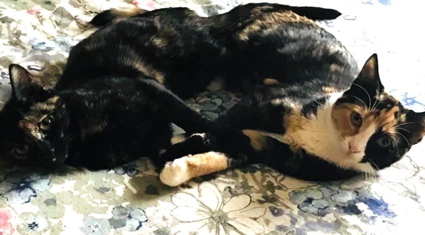 two cats, hugging