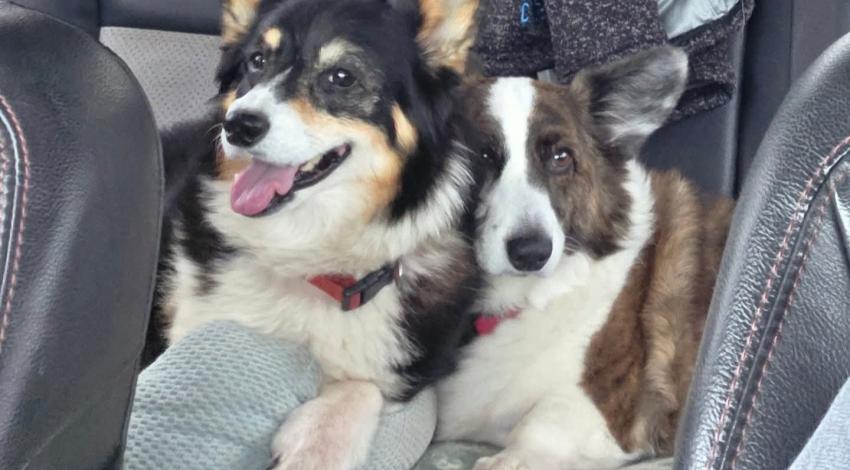 two dogs in car