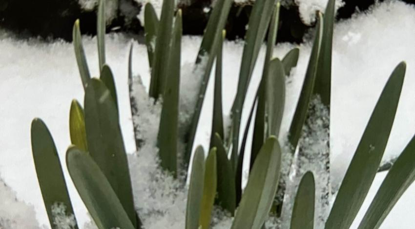snow on and around green flower leaves