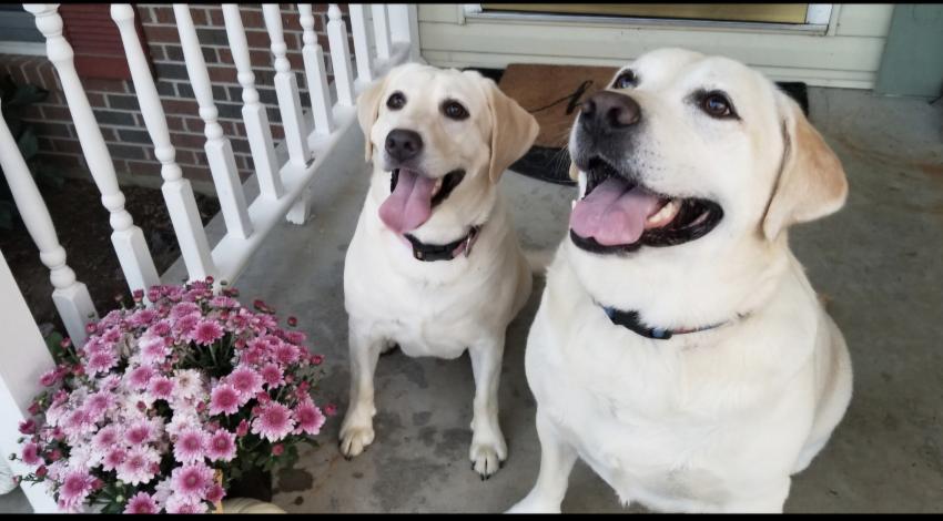 two smiley yellow dogs sitting on porch