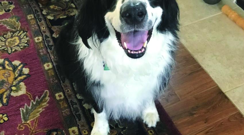 smiley black and white dog