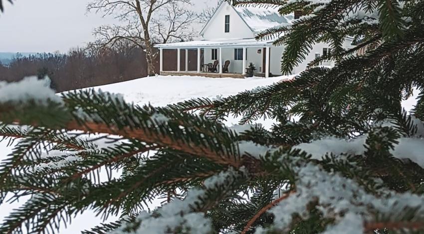 cat walking under snowy pine tree
