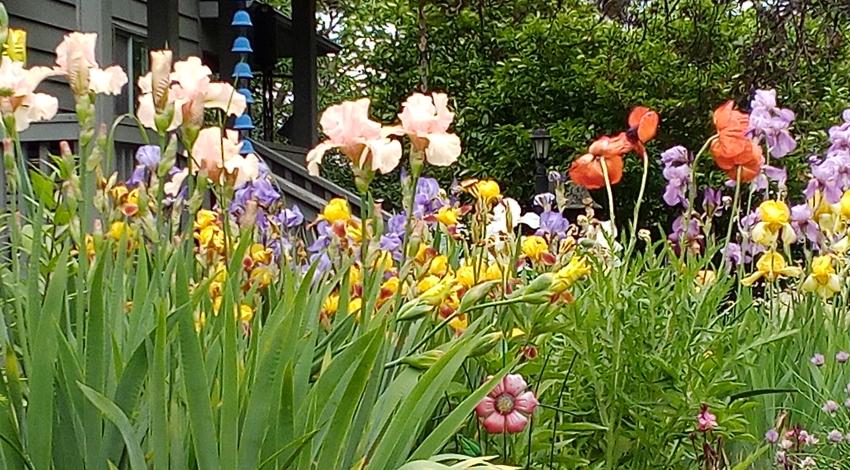 poppies and irises in bloom