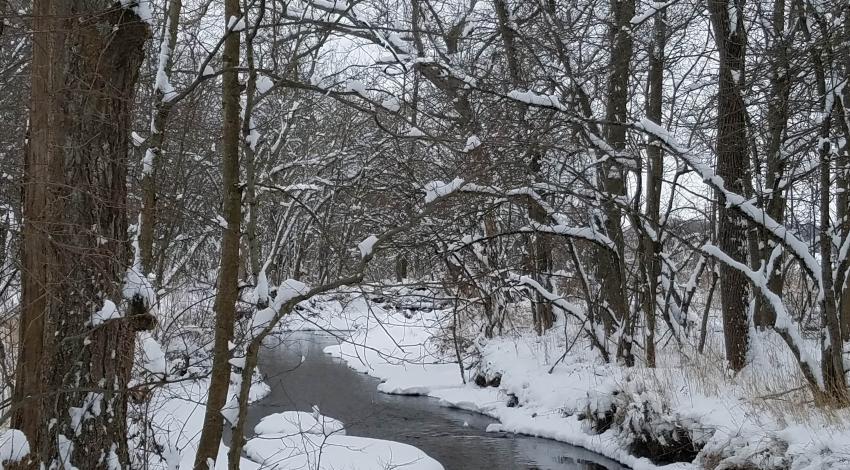 snowy woods with creek