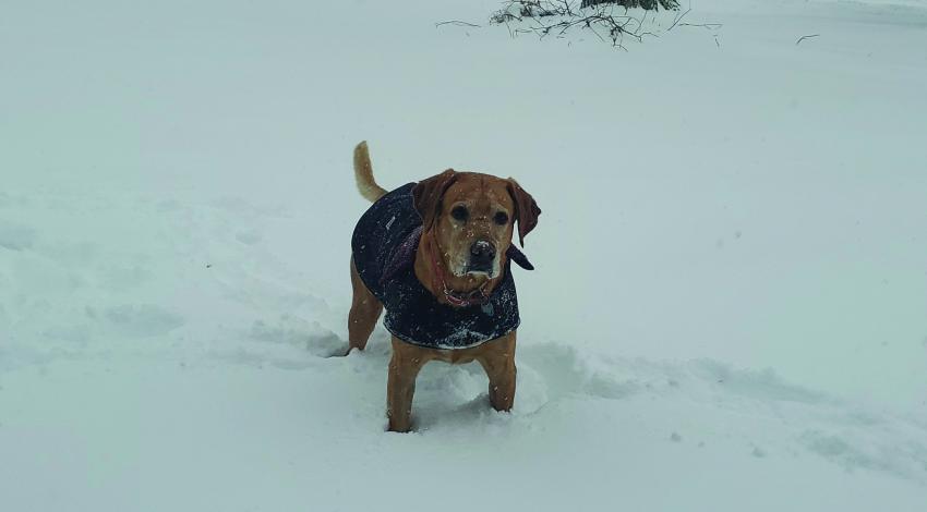 dog in the snow