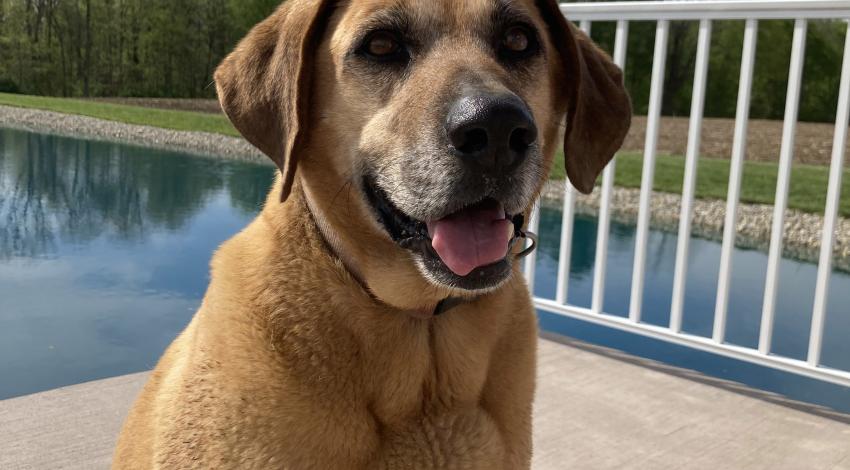 brown dog sitting in front of a lake
