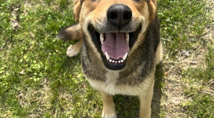 smiley brown and black dog sitting on grass