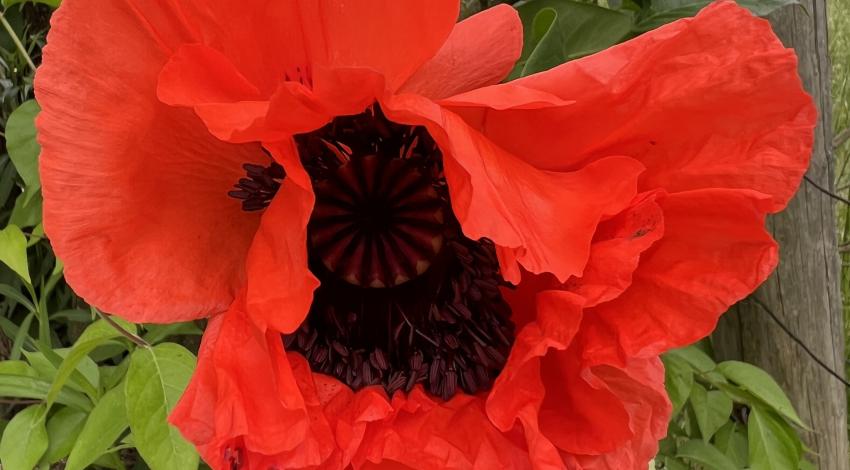 poppy blooming