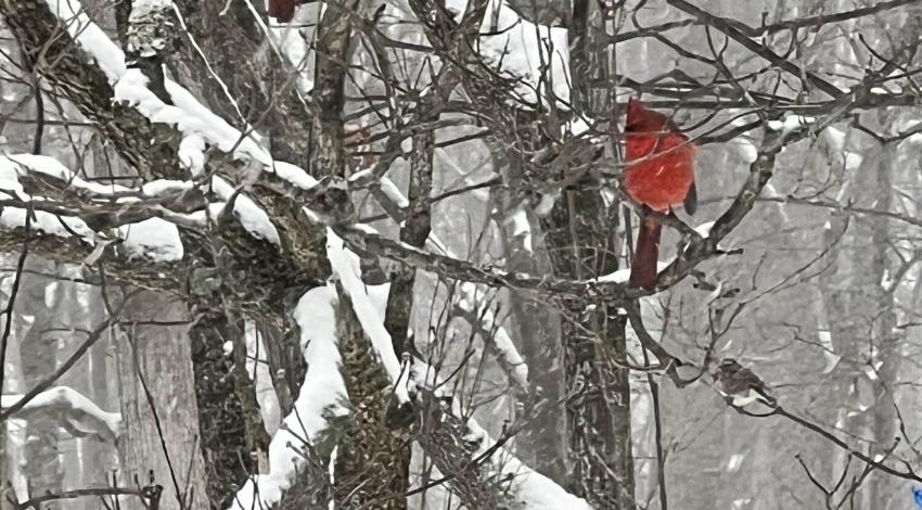 two red cardinals on tree branches