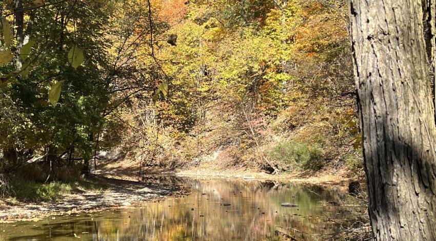creek reflecting autumn trees