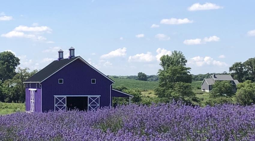 Purple barn with field of flowers in the foreground