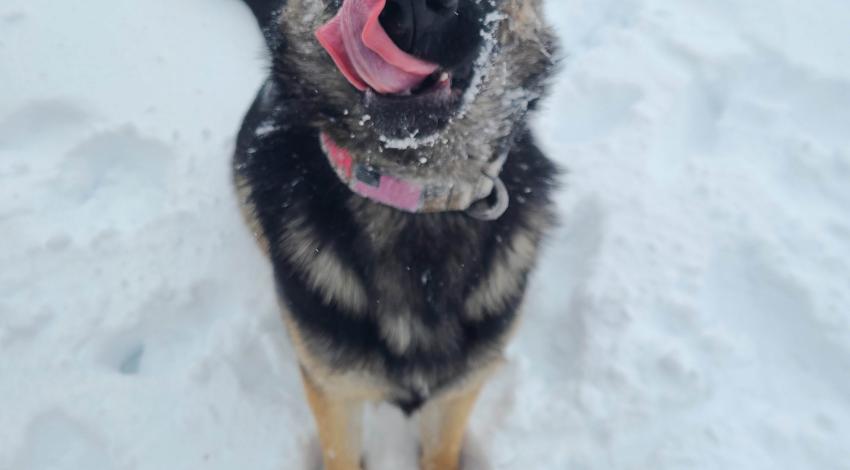 shepherd dog in the snow
