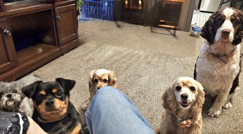 five dogs on floor, looking at person