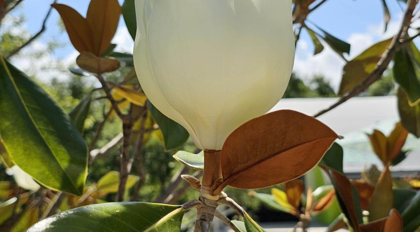 blossom on magnolia tree