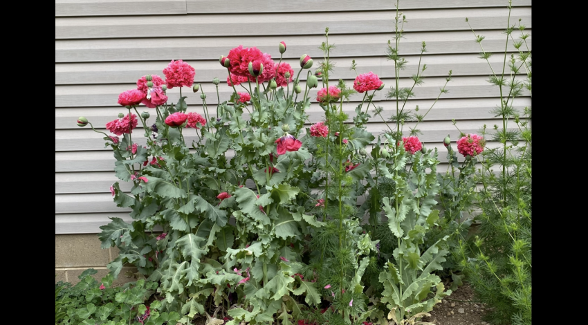 pink poppies